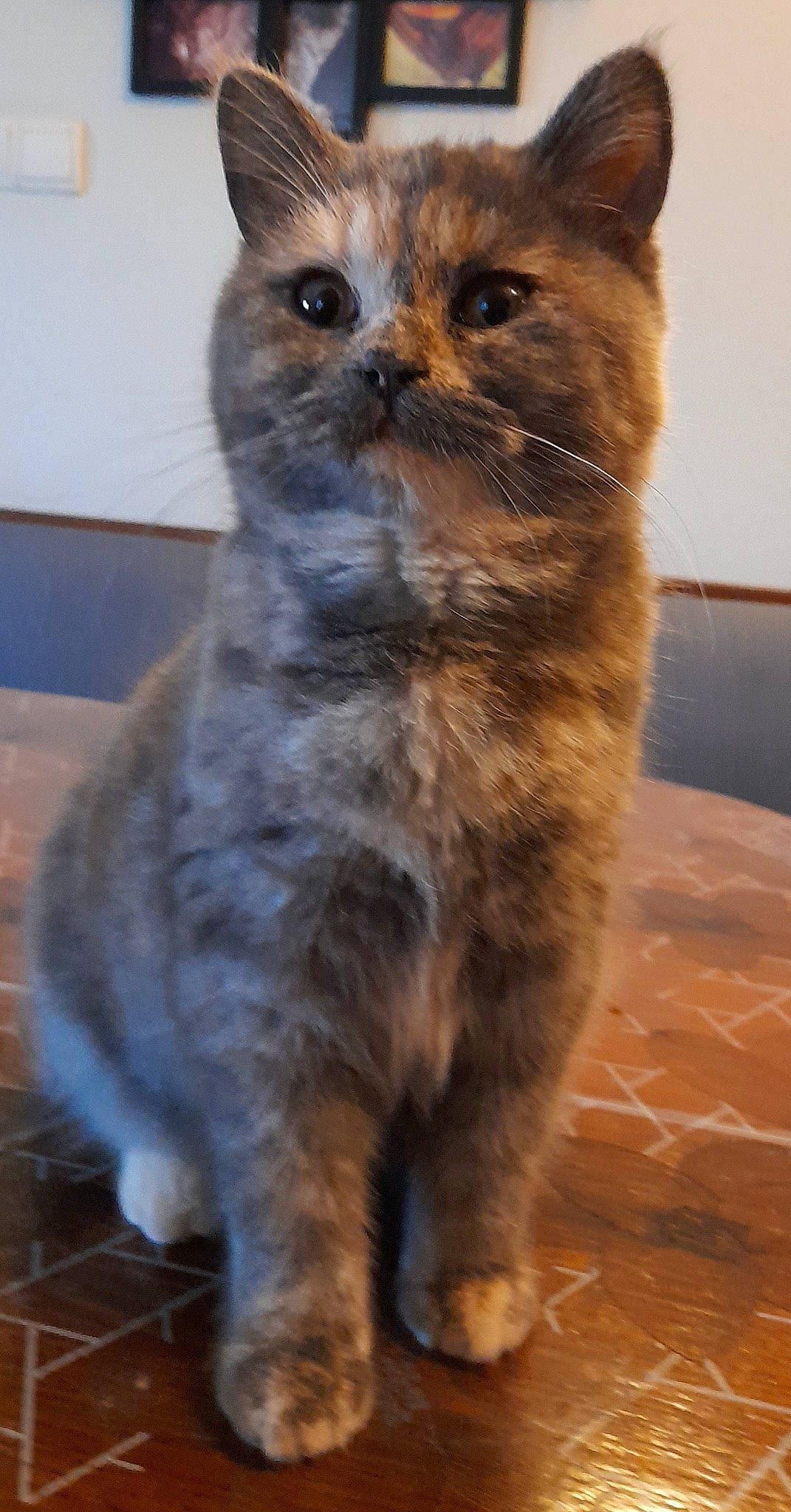 Mignonne participe au concours pour gagner de l'argent avec cette photo : carnivore, cat, claw, domestic_short_haired_cat, fawn, felidae, flooring, fur, paw, small_to_medium_sized_cats, snout, tail, terrestrial_animal, whiskers, window