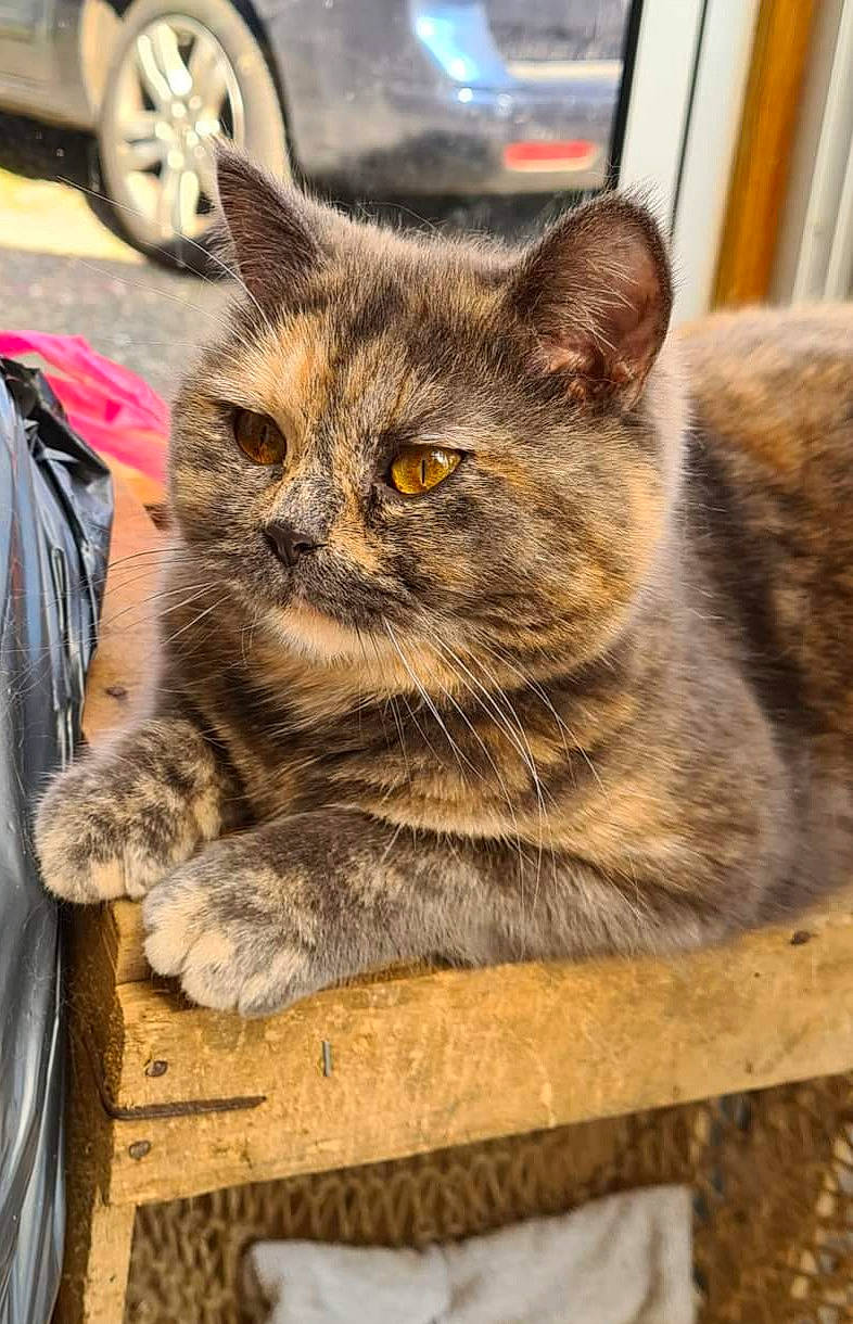 Mignonne a rejoint le concours — aidez-le/la à gagner de superbes lots ! automotive_tire, bag, carnivore, cat, domestic_short_haired_cat, fawn, felidae, fender, fur, grey, luggage_and_bags, small_to_medium_sized_cats, snout, tail, tire, vehicle, wheel, whiskers, window, wood