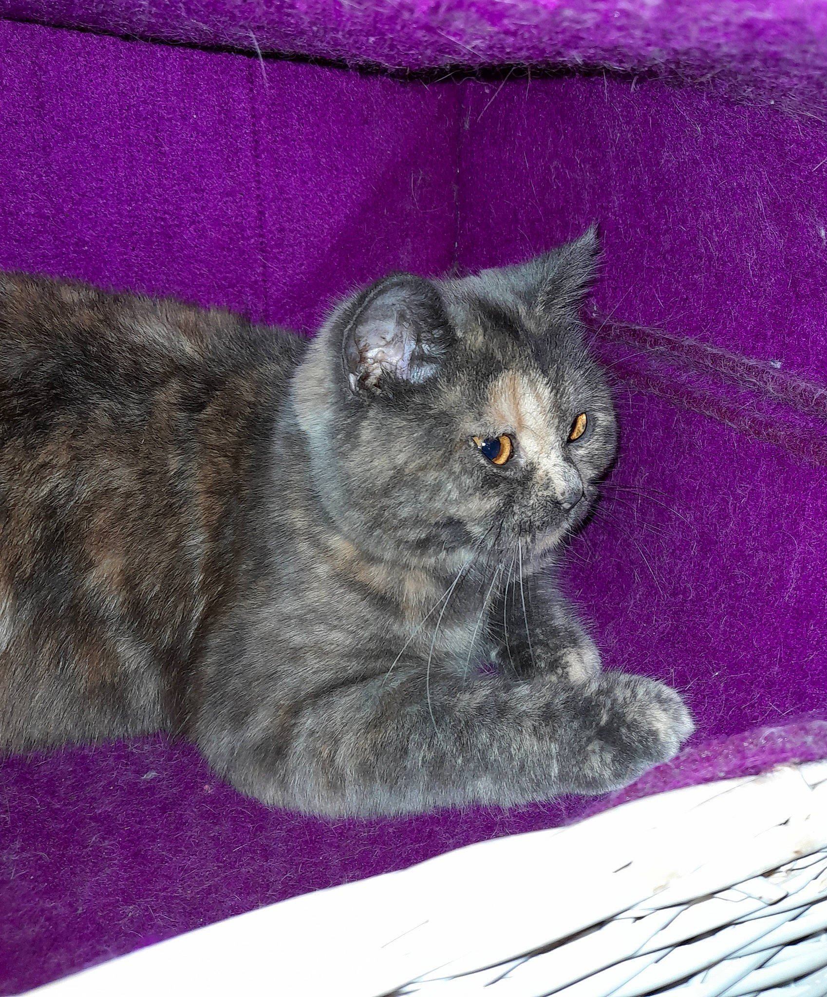 Mignonne participe au concours pour gagner de l'argent avec cette photo : art, carnivore, cat, domestic_short_haired_cat, felidae, fur, grey, sitting, small_to_medium_sized_cats, snout, tail, terrestrial_animal, whiskers, window