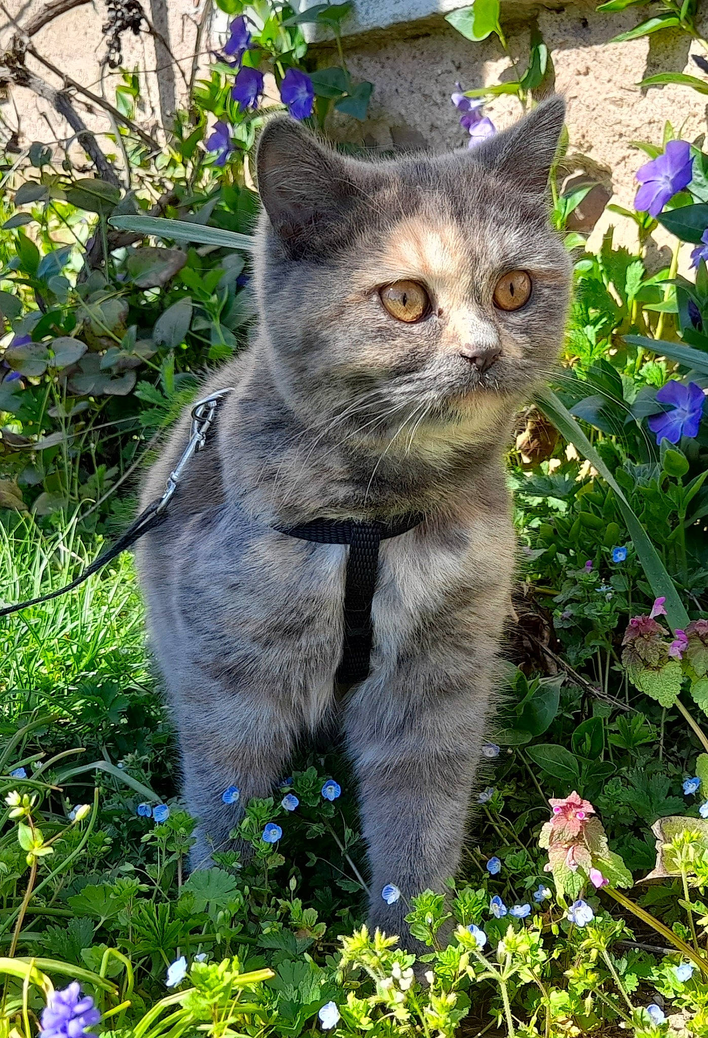 Mignonne a rejoint le concours — aidez-le/la à gagner de superbes lots ! botany, carnivore, cat, domestic_short_haired_cat, fawn, felidae, flower, fur, grass, grass_family, groundcover, lawn, plant, shrub, small_to_medium_sized_cats, snout, tail, vegetation, whiskers, window