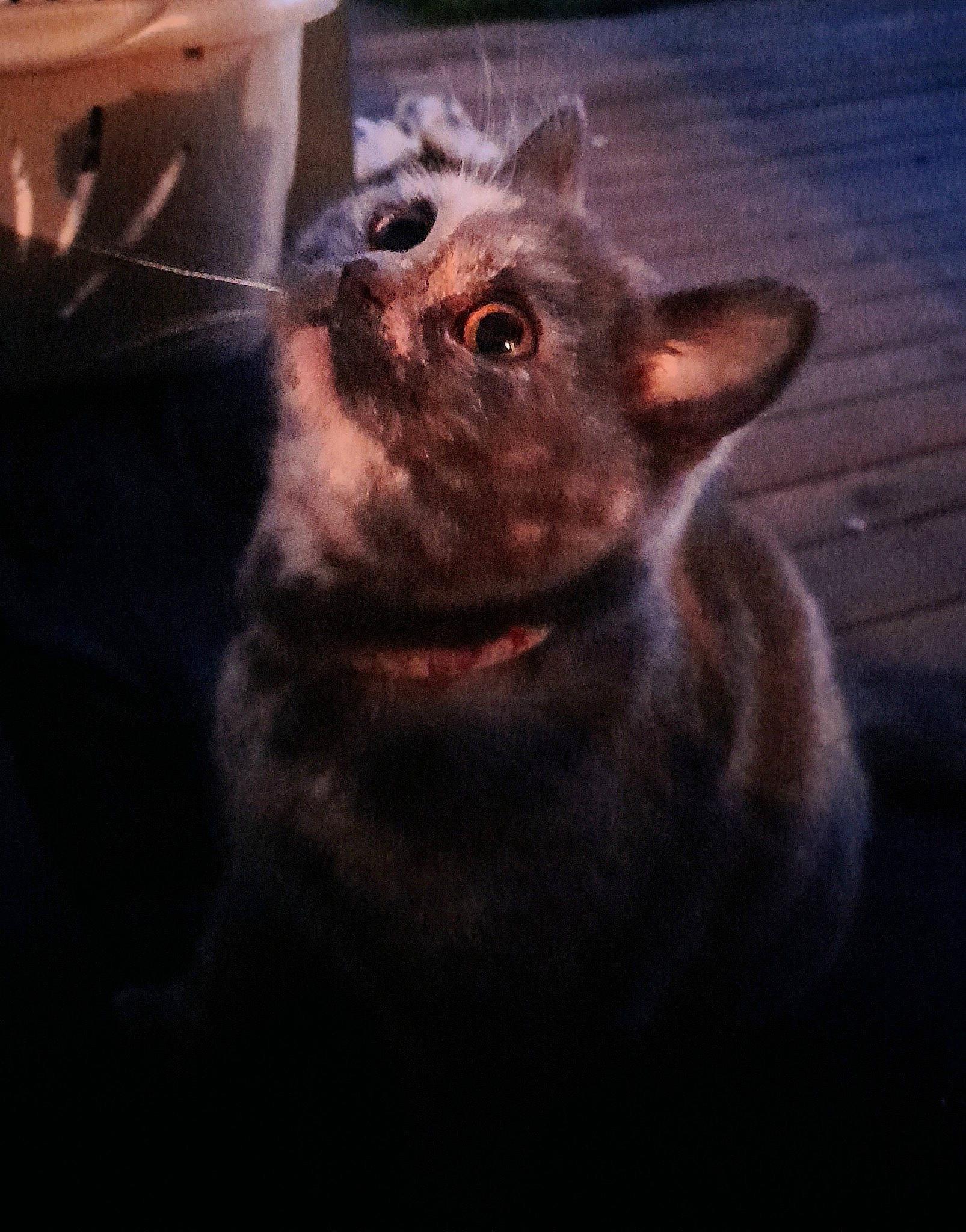 Mignonne participe au concours pour gagner de l'argent avec cette photo : black_cat, box, carnivore, cat, cloud, darkness, domestic_short_haired_cat, felidae, flowerpot, fur, meteorological_phenomenon, sky, small_to_medium_sized_cats, snout, tail, terrestrial_animal, tints_and_shades, whiskers, window, wood