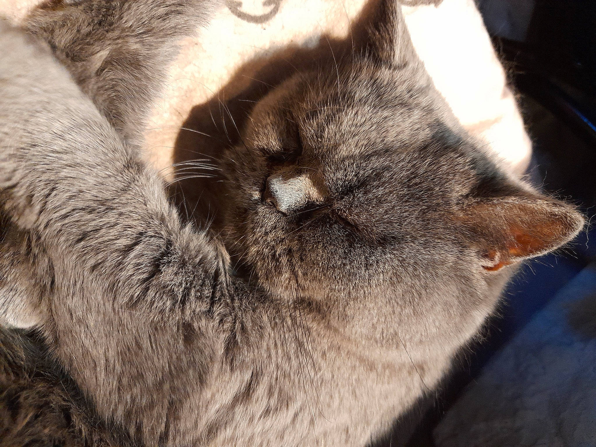 Nouki a rejoint le concours — aidez-le/la à gagner de superbes lots ! carnivore, cat, claw, close_up, comfort, domestic_short_haired_cat, ear, fawn, felidae, fur, grey, nap, paw, sleep, small_to_medium_sized_cats, snout, tail, terrestrial_animal, whiskers, wildlife