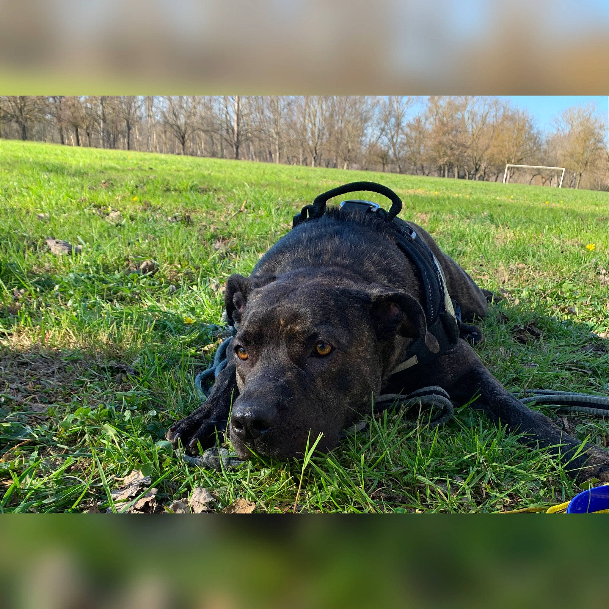 Bella a rejoint le concours — aidez-le/la à gagner de superbes lots ! alano_espanol, alaunt, bandog, cane_corso, canidae, carnivore, dog, dog_breed, fila_brasileiro, grass, guard_dog, hunting_dog, mammal, perro_de_presa_canario, perro_de_presa_mallorquin, snout, sporting_group, working_dog