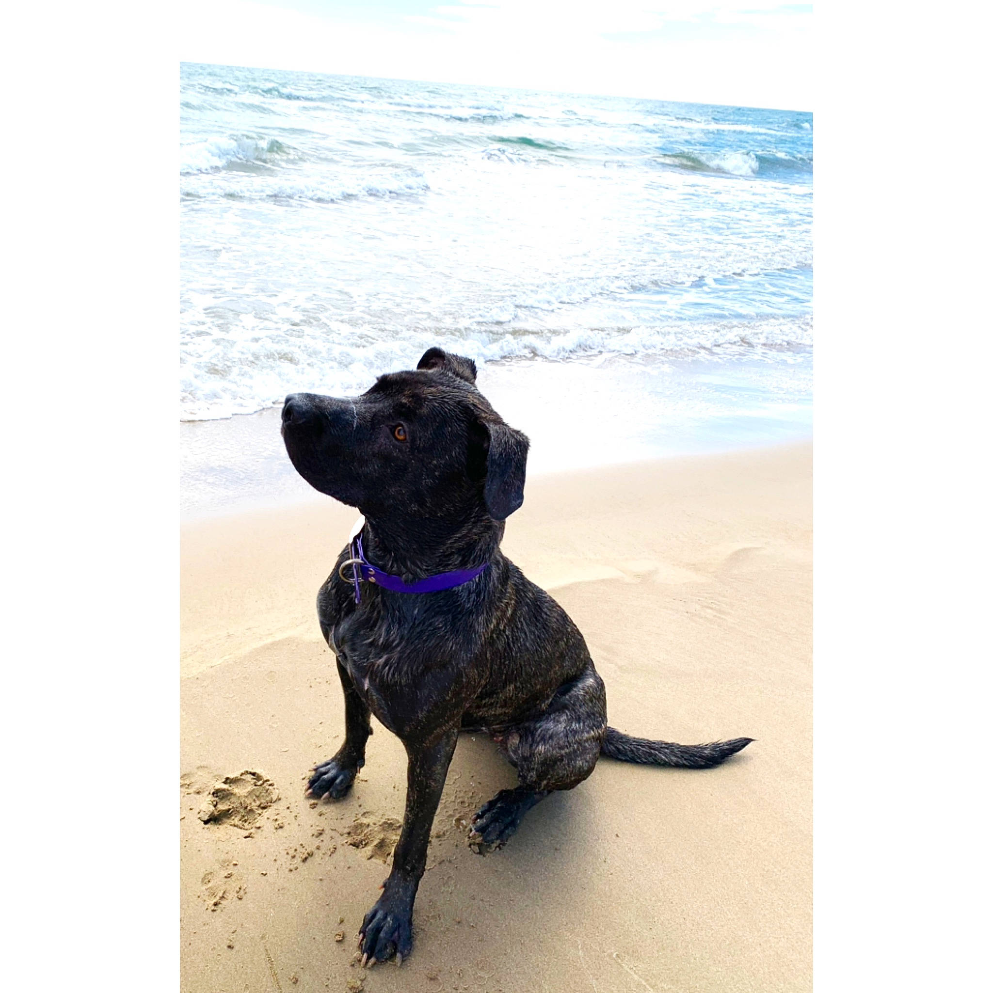 Bella participe au concours pour gagner de l'argent avec cette photo : beach, canidae, carnivore, dog, dog_breed, dog_collar, labrador_retriever, leash, puppy, sand, sporting_group