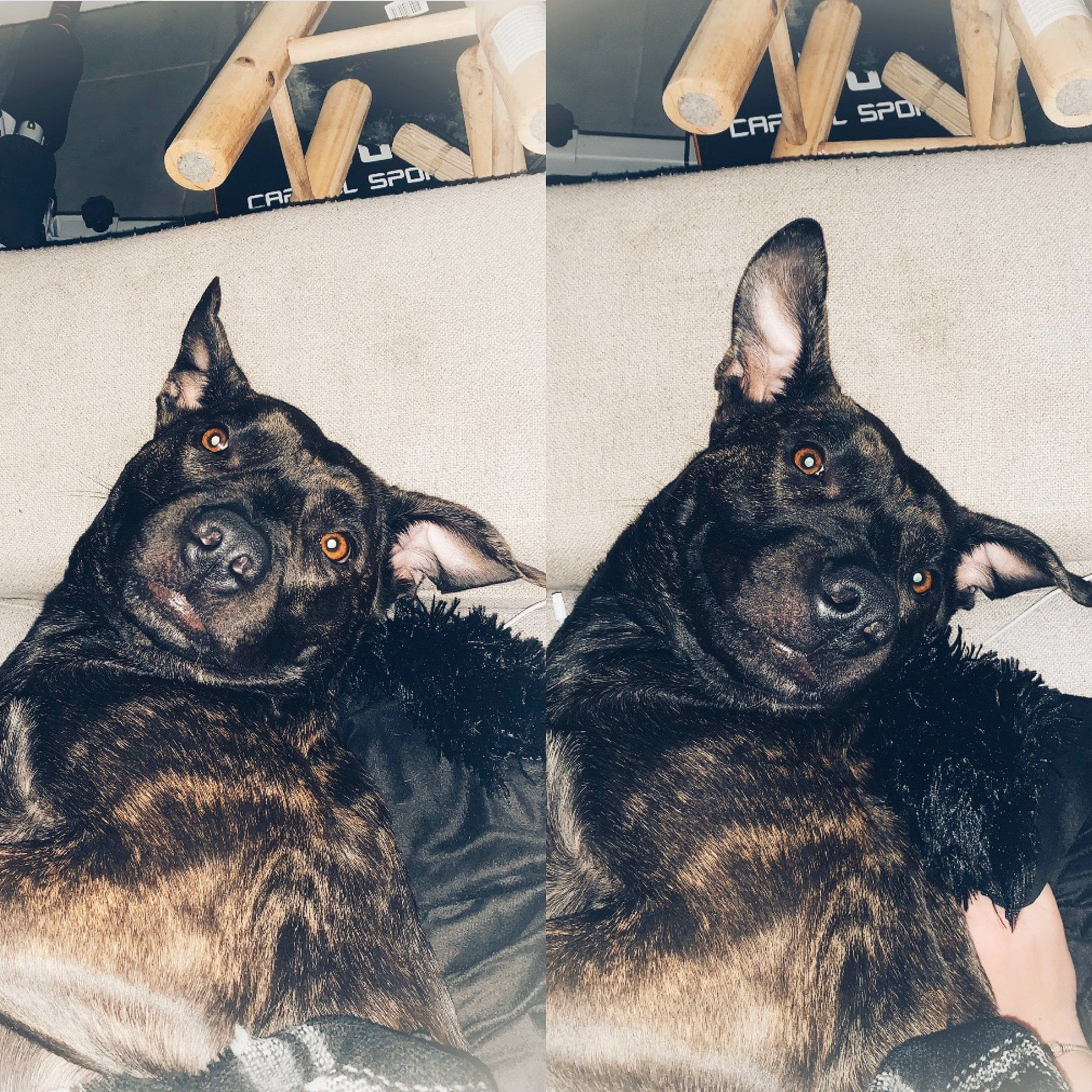 Bella a rejoint le concours — aidez-le/la à gagner de superbes lots ! canidae, carnivore, companion_dog, dog, dog_breed, drawing, ear, french_bulldog, guard_dog, illustration, mammal, non_sporting_group, rare_breed_dog, sporting_group