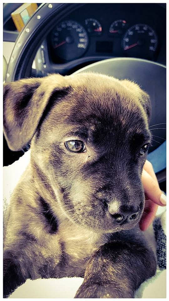 Bella participe au concours pour gagner de l'argent avec cette photo : american_pit_bull_terrier, canidae, carnivore, companion_dog, dog, dog_breed, ear, eye, fawn, mammal, non_sporting_group, nose, puppy, snout, sporting_group, staffordshire_bull_terrier, vertebrate, whiskers