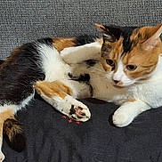 Biscotte participe au concours pour gagner de l'argent avec cette photo : cats, cat, cuddling, sleeping, relaxed, affectionate, calico, orange_cat, white_cat, fur, whiskers, paws, ears, eyes, couch, indoor, cozy, pets, animal, portrait
