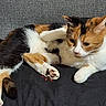 cats, cat, cuddling, sleeping, relaxed, affectionate, calico, orange_cat, white_cat, fur, whiskers, paws, ears, eyes, couch, indoor, cozy, pets, animal, portrait