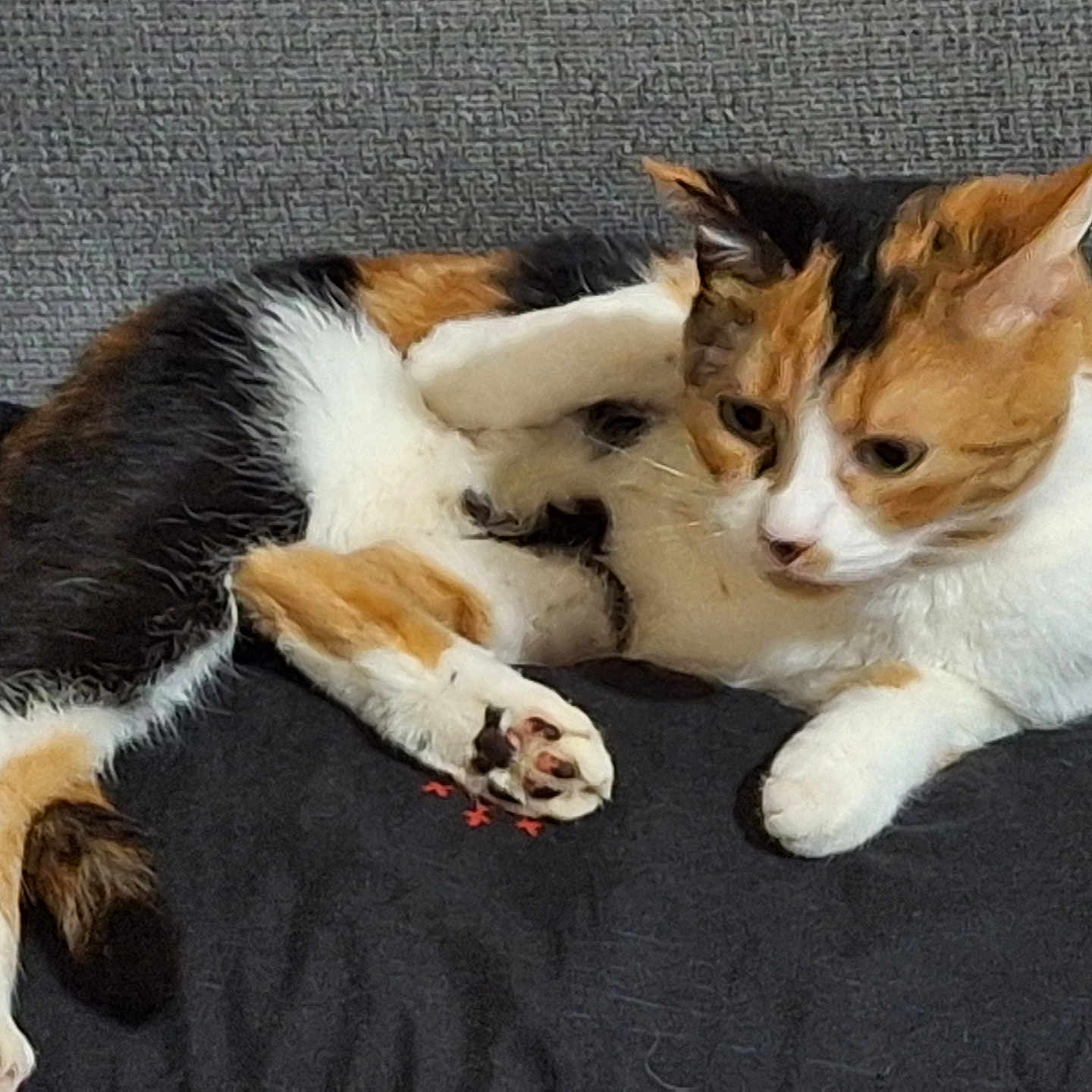 Biscotte