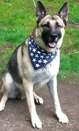 Chance is registered to the contest to win money with this photo: ancient_dog_breeds, canidae, carnivore, collar, companion_dog, dog, dog_breed, dog_collar, dog_supply, grass, herding_dog, non_sporting_group, pet_supply, plant, sporting_group, working_animal, working_dog