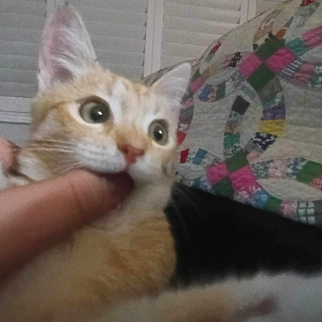 Luna joined the competition — help win amazing prizes! animal, bedroom, bite, cat, close_up, curtains, domestic, fabric, finger, fur, hand, indoor, orange_cat, pattern, person, pet, playful, quilt, white_cat, window