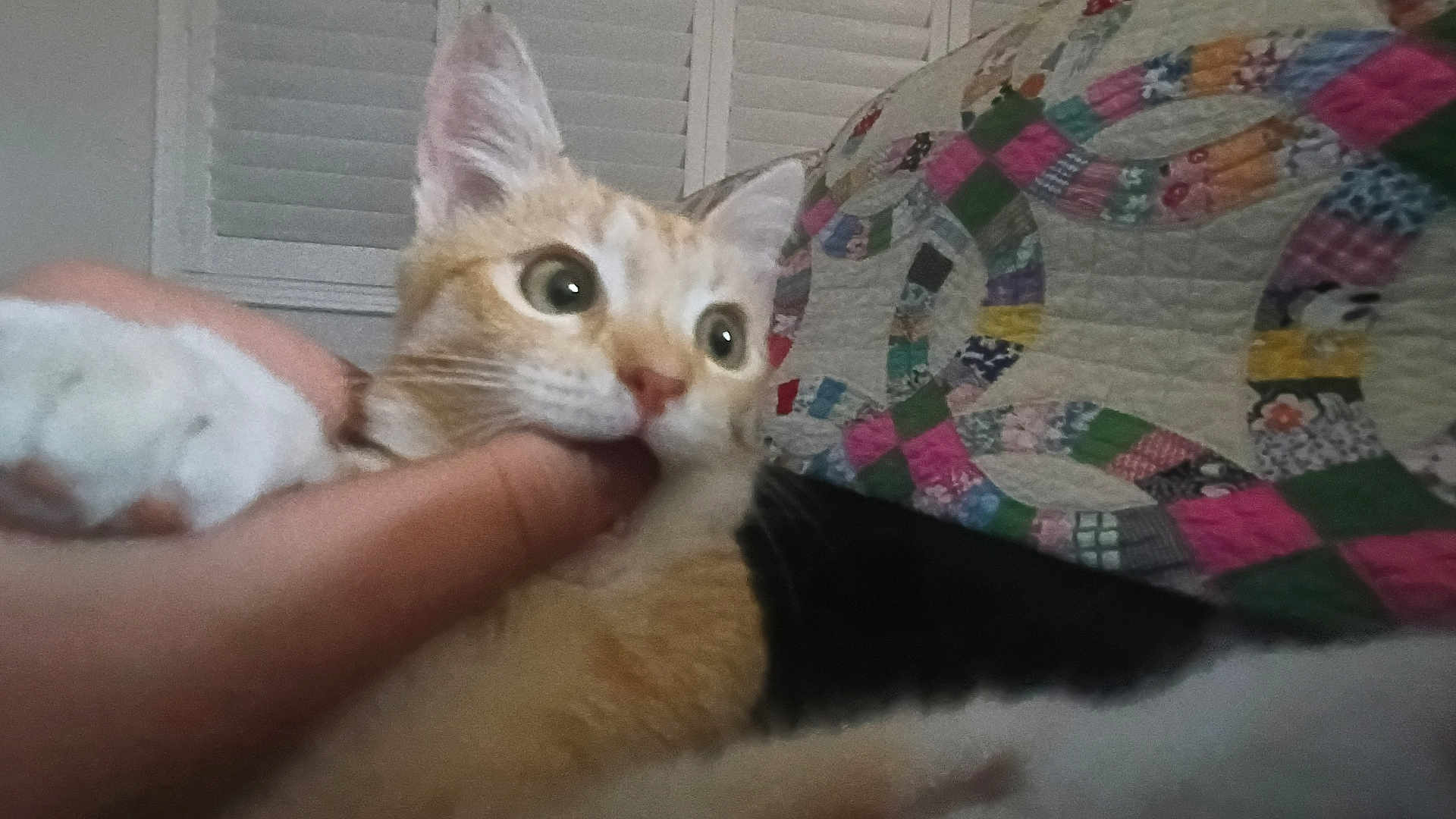 Luna joined the competition — help win amazing prizes! cat, bite, finger, quilt, indoor, close_up, orange_cat, white_cat, pet, playful, fur, animal, hand, person, bedroom, window, curtains, fabric, pattern, domestic