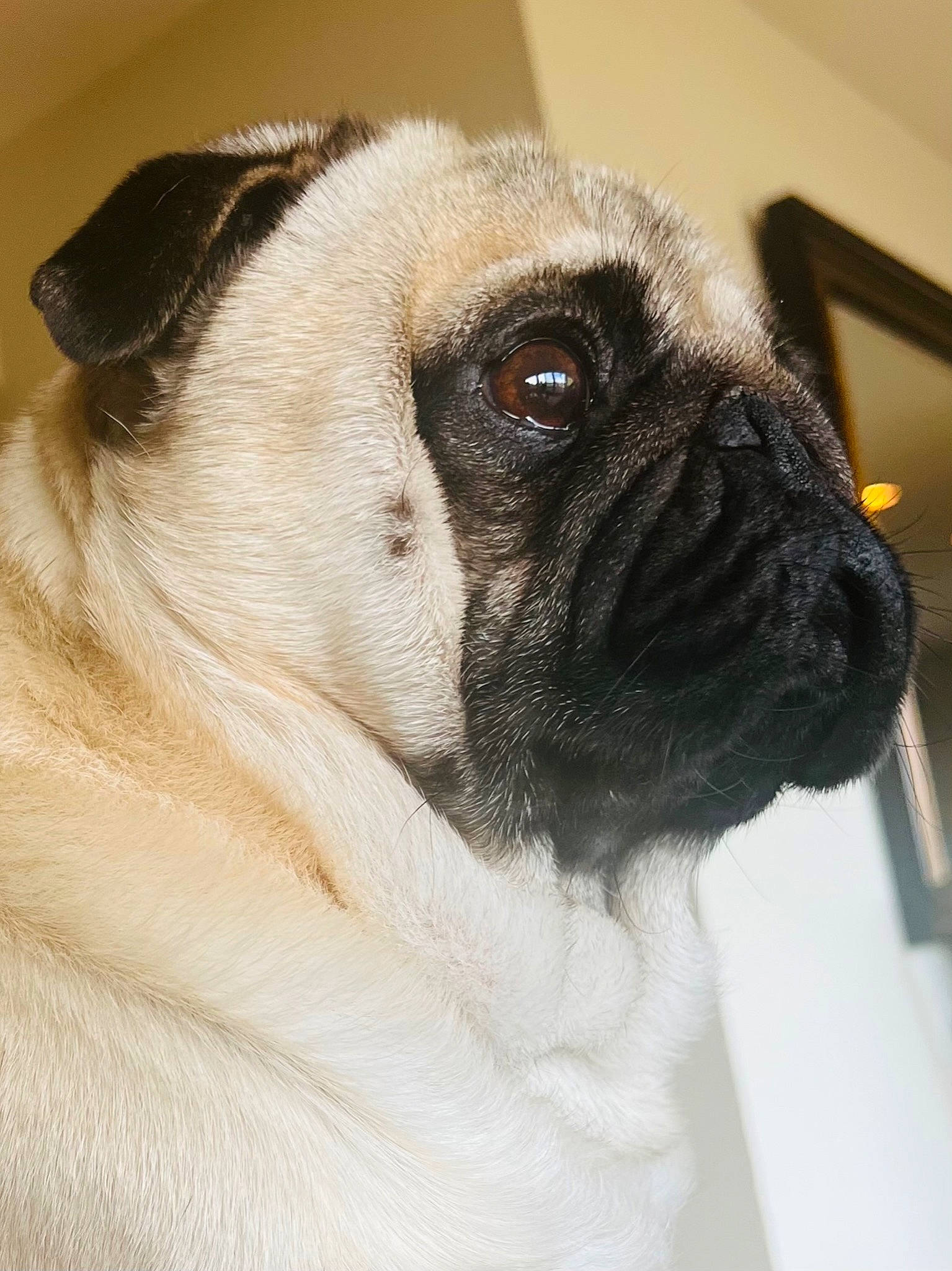 Butters joined the competition — help win amazing prizes! bored, bulldog, canidae, carnivore, comfort, companion_dog, dog, dog_breed, ear, eye, fawn, fur, pug, puppy_love, snout, sporting_group, toy_dog, whiskers, working_animal, wrinkle