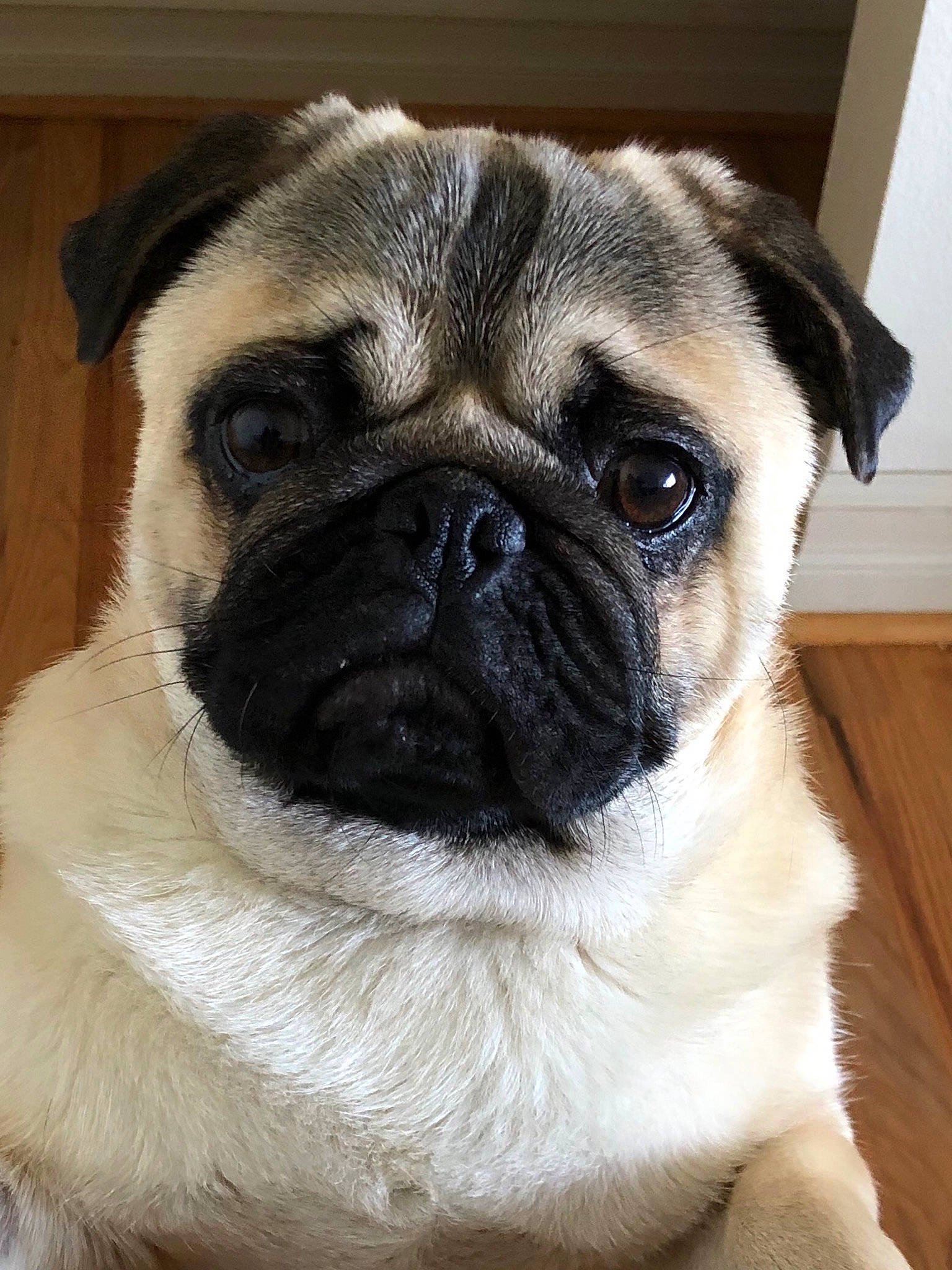 Butters is registered to the contest to win money with this photo: canidae, carnivore, companion_dog, dog, dog_breed, eye, fawn, fur, head, human_body, iris, non_sporting_group, pug, snout, sporting_group, terrestrial_animal, toy_dog, whiskers, working_animal, wrinkle