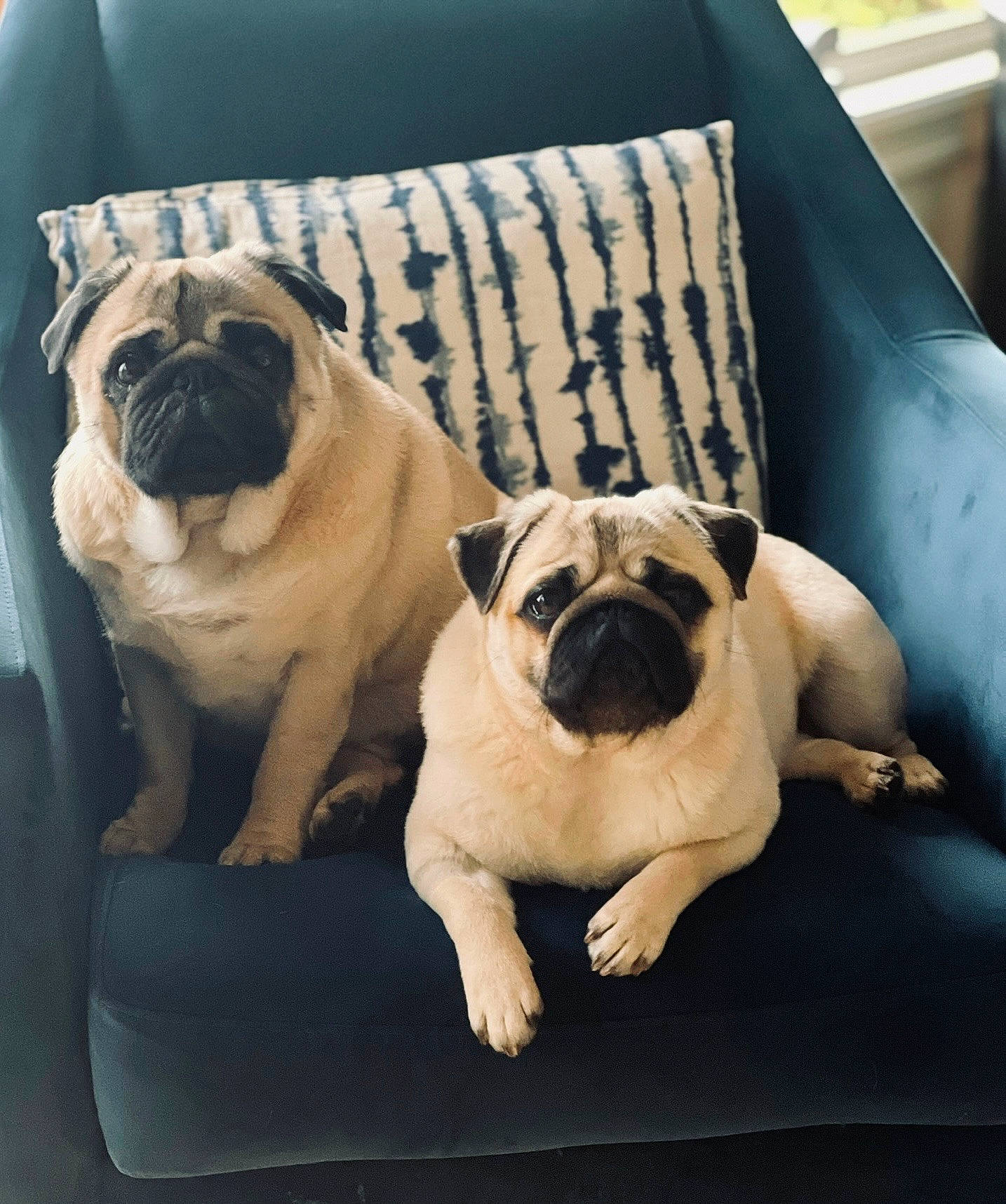 Butters joined the competition — help win amazing prizes! canidae, carnivore, chair, comfort, companion_dog, dog, dog_breed, fawn, linens, non_sporting_group, plant, pug, puppy, snout, sporting_group, toy_dog, vertebrate, working_animal, wrinkle