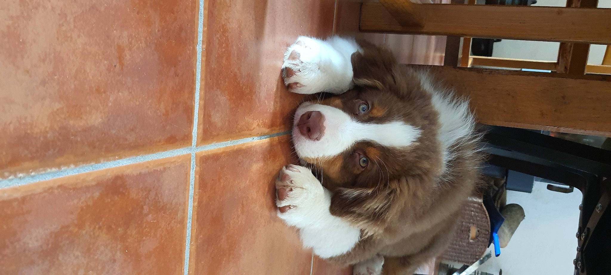 Urio participe au concours pour gagner de l'argent avec cette photo : brown, canidae, carnivore, companion_dog, dog, dog_breed, fawn, felidae, fur, hardwood, liver, shelf, small_to_medium_sized_cats, snout, sporting_group, tail, terrestrial_animal, whiskers, wood, working_animal