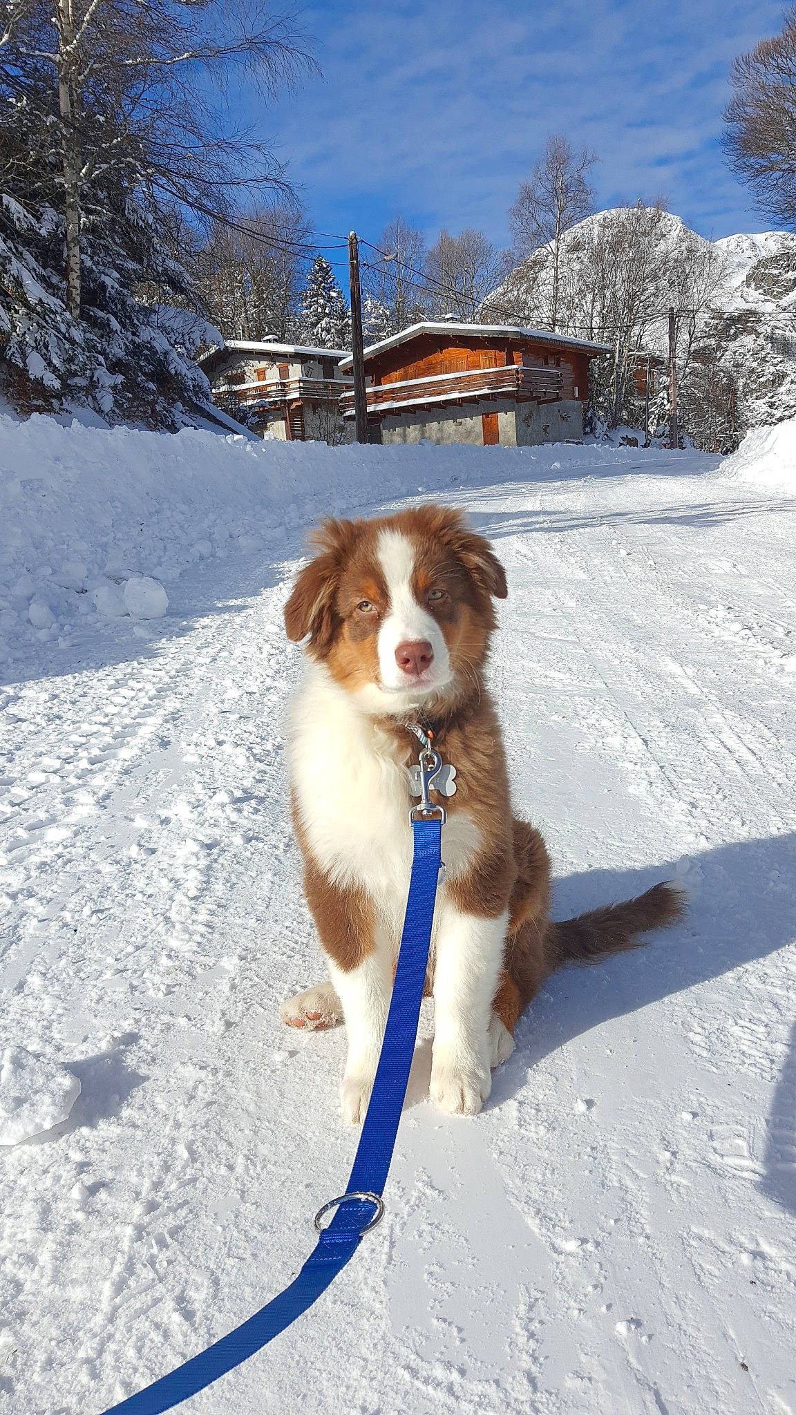 Urio participe au concours pour gagner de l'argent avec cette photo : brittany, canidae, carnivore, cloud, companion_dog, dog, dog_breed, door, freezing, fun, gun_dog, liver, recreation, sky, slope, snow, sporting_group, tail, tree, winter