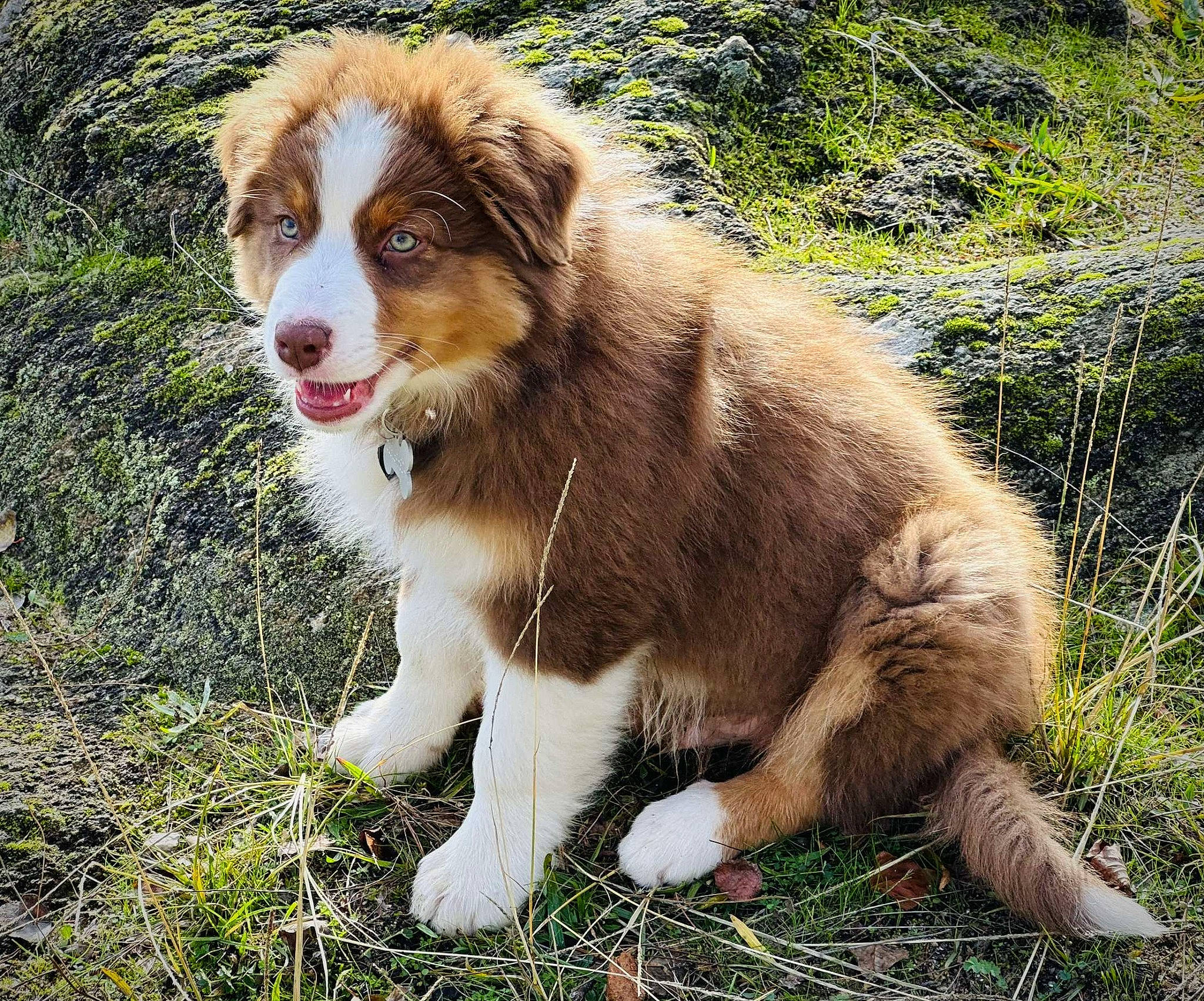 Urio participe au concours pour gagner de l'argent avec cette photo : ancient_dog_breeds, australian_collie, australian_shepherd, border_collie, canidae, carnivore, companion_dog, dog, dog_breed, fur, grass, herding_dog, miniature_australian_shepherd, plant, snout, sporting_group, terrestrial_animal, working_dog