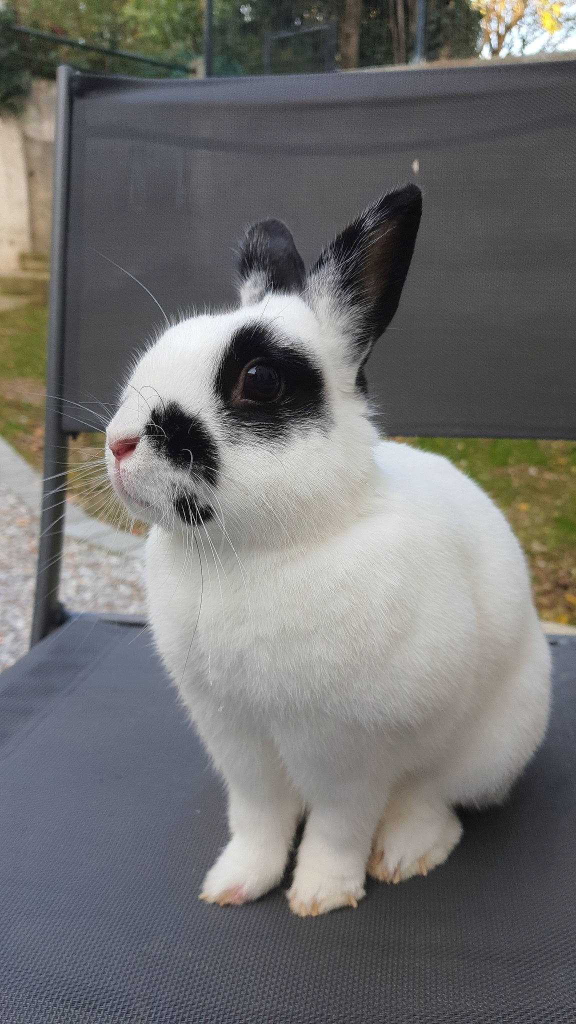 Snoopy participe au concours pour gagner de l'argent avec cette photo : domestic_rabbit, ear, eye, foot, fur, grass, head, human_body, plant, rabbit, rabbits_and_hares, snout, snowshoe_hare, tail, terrestrial_animal, whiskers