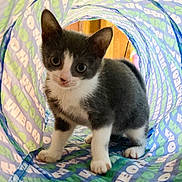 Minnie is registered to the contest to win money with this photo: kitten, cat, play_tunnel, gray, white, pet, animal, curious, indoor, cute, small, fur, whiskers, ears, paws, looking, background, text_pattern, colorful, playful