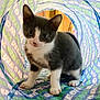 kitten, cat, play_tunnel, gray, white, pet, animal, curious, indoor, cute, small, fur, whiskers, ears, paws, looking, background, text_pattern, colorful, playful