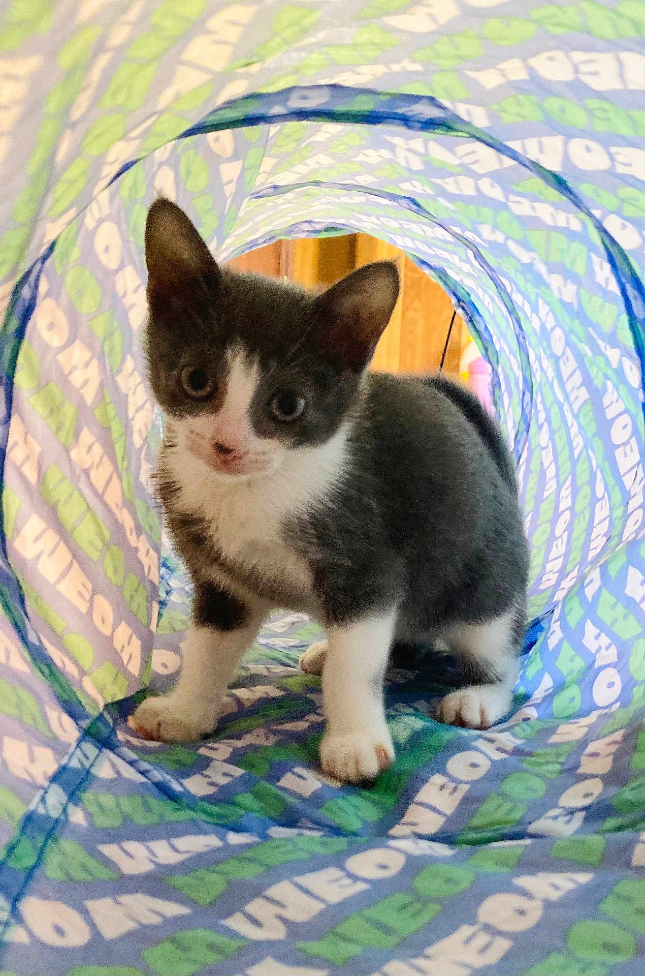 Minnie is registered to the contest to win money with this photo: kitten, cat, play_tunnel, gray, white, pet, animal, curious, indoor, cute, small, fur, whiskers, ears, paws, looking, background, text_pattern, colorful, playful