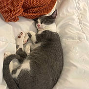 Minnie joined the competition — help win amazing prizes! bed, blanket, cat, comfort, cozy, cute, domestic_animal, fur, gray_and_white, indoor, knit_blanket, nap, paw, pet, relaxing, resting, sleeping, soft, tail, whiskers