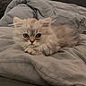 Bigy participe au concours pour gagner de l'argent avec cette photo : kitten, cat, pet, furry, fluffy, gray_blanket, soft, cute, domestic_cat, animal, resting, indoor, cozy, small, young, whiskers, ears, eyes, lying_down, bed