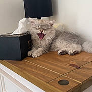 Bigy participe au concours pour gagner de l'argent avec cette photo : kitten, cat, yawning, fluffy, gray, wooden_cabinet, tissue_box, lamp, indoor, pet, feline, sleepy, cute, fur, paw, home_decor, resting, animal, domestic, cozy