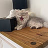 kitten, cat, yawning, fluffy, gray, wooden_cabinet, tissue_box, lamp, indoor, pet, feline, sleepy, cute, fur, paw, home_decor, resting, animal, domestic, cozy