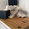 Bigy a rejoint le concours — aidez-le/la à gagner de superbes lots ! kitten, cat, feline, fluffy, gray, wooden_table, cabinet, lamp, tissue_box, indoor, pet, animal, curious, resting, furniture, cozy, cute, young_cat, domestic_cat, household