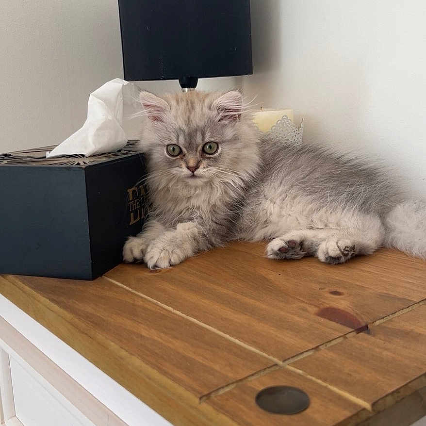 Bigy a rejoint le concours — aidez-le/la à gagner de superbes lots ! kitten, cat, feline, fluffy, gray, wooden_table, cabinet, lamp, tissue_box, indoor, pet, animal, curious, resting, furniture, cozy, cute, young_cat, domestic_cat, household