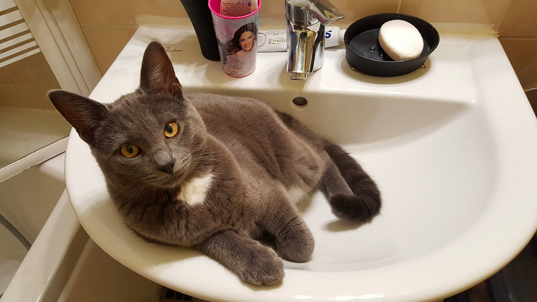 Obi participe au concours pour gagner de l'argent avec cette photo : british_shorthair, burmese, carnivoran, cat, cat_like_mammal, chartreux, domestic_short_haired_cat, european_shorthair, fur, joy, kitten, korat, person, russian_blue, small_to_medium_sized_cats, whiskers