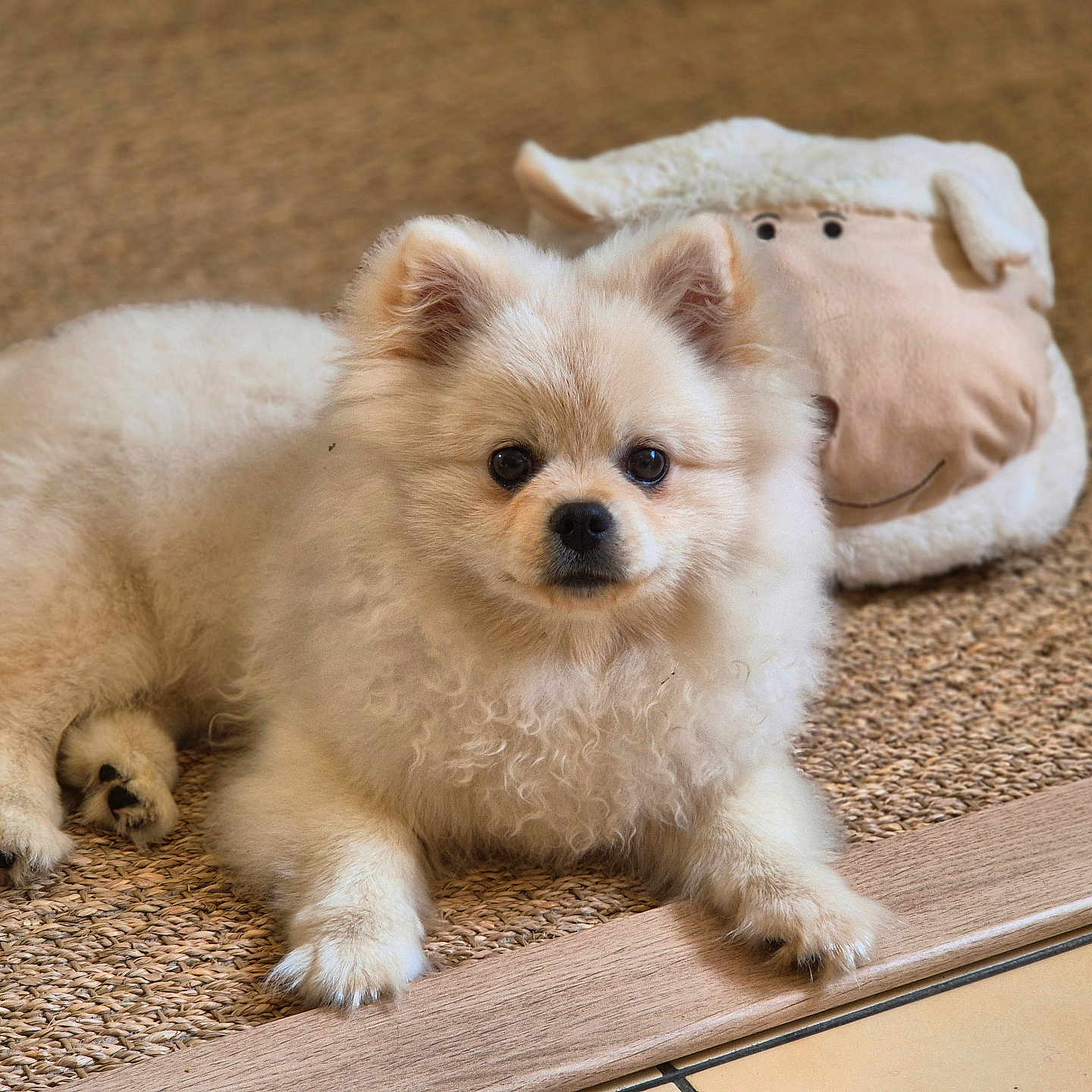 Samy a rejoint le concours — aidez-le/la à gagner de superbes lots ! dog, puppy, pomeranian, fluffy, cream_color, pet, indoor, rug, plush_toy, sheep_toy, resting, cute, small_dog, animal, fur, looking_at_camera, floor, cozy, domestic, companion