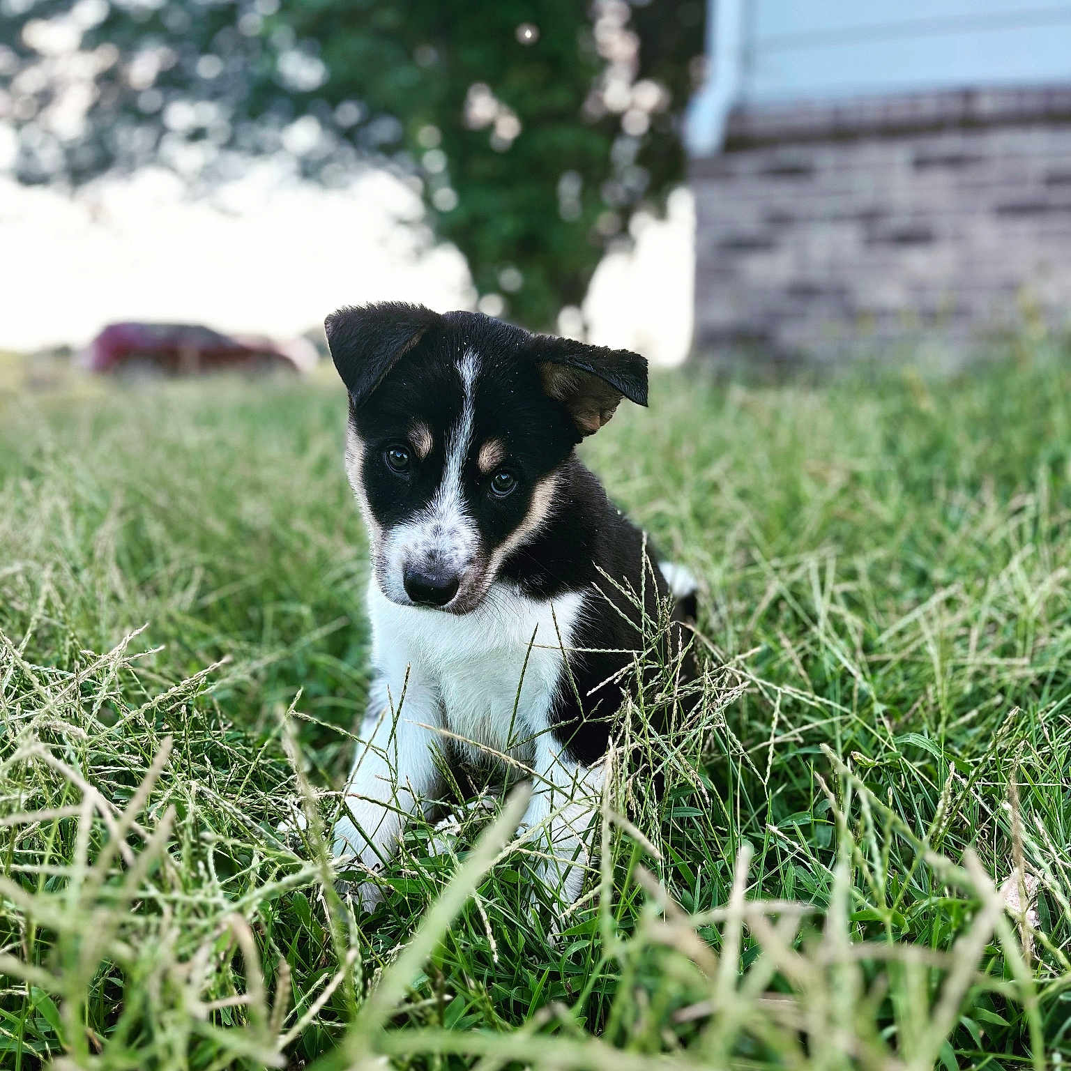 Kobe is registered to the contest to win money with this photo: animal, canine, cattle, cow, dog, field, grass, grassland, green, herbal, herbs, hound, husky, lawn, nature, outdoors, pet, plant, puppy, vegetation