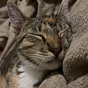 Tynes joined the competition — help win amazing prizes! cat, sleeping, tabby_cat, pet, cozy_blanket, whiskers, close_up, portrait, fur, ears, nose, paws, indoor, bed, soft_texture, relaxed, nap, domestic_cat, striped, cute