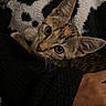 Tynes is registered to the contest to win money with this photo: big_eyes, blanket, cat, close_up, cozy, ears, fur, hand, indoor, kitten, looking_up, patterned_blanket, paw, pet, portrait, snuggle, striped_fur, tabby, whiskers, young_cat