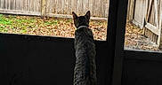Tynes joined the competition — help win amazing prizes! back_view, backyard, cat, collar, curious, grass, indoor, leaves, outdoor, patio, paws, pet, porch, screen_door, standing, tabby_cat, tail, tiled_floor, tiles, wooden_fence