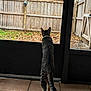 Tynes joined the competition — help win amazing prizes! cat, tabby_cat, pet, collar, screen_door, patio, porch, indoor, outdoor, backyard, wooden_fence, leaves, grass, tiles, tiled_floor, standing, back_view, tail, paws, curious