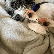 Zazu is registered to the contest to win money with this photo: bedding, black_and_white, blanket, close_up, collar, cozy, dog, fur, indoor, nose, paw, paw_pads, pet, portrait, puppy, resting, sleeping, small_dog, soft_texture, whiskers