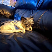 Zazu is registered to the contest to win money with this photo: dog, small_dog, sweater, leather_couch, black_couch, pet, indoor, living_room, relaxed, sleepy, paw, fur, eyes, portrait, close_up, cozy, soft_lighting, crate, blanket, upholstery