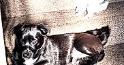 Zazu is registered to the contest to win money with this photo: black_dog, carpet, cat, cozy, date_stamp, dog, indoor, lying_down, overexposed, pets, shadow, share_icon, sitting, smartphone_screenshot, stairs, sunlight, three_animals, tortoiseshell_cat, ui_overlay, white_dog