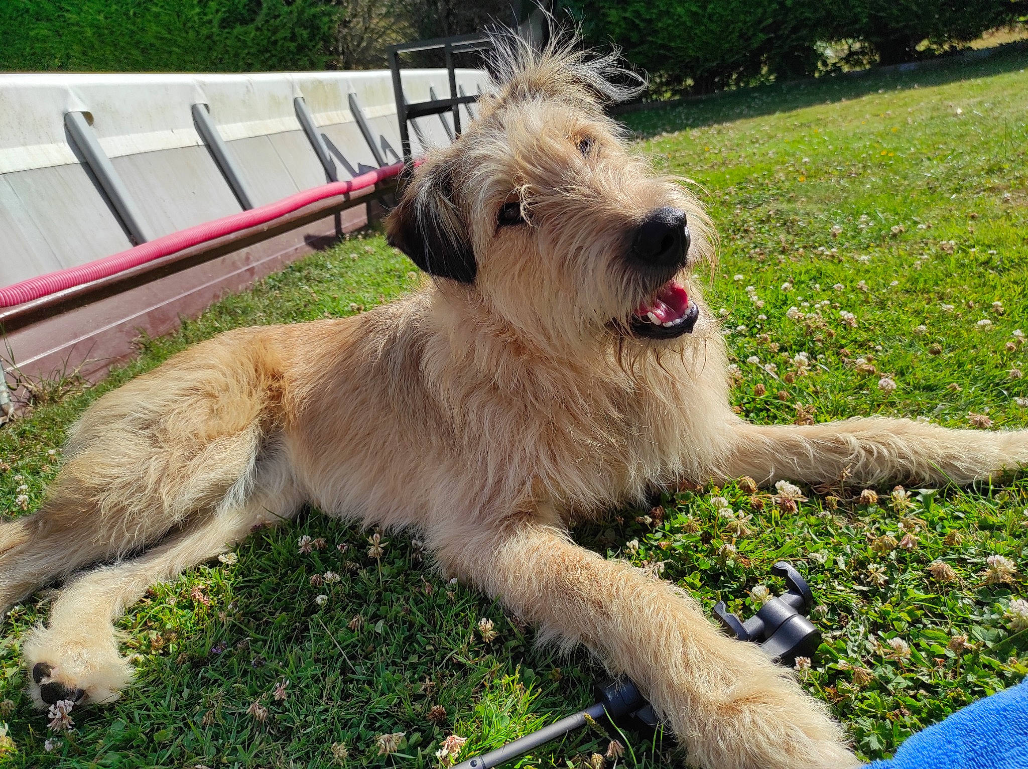 Pétra participe au concours pour gagner de l'argent avec cette photo : canidae, carnivore, companion_dog, dog, dog_breed, fawn, giant_dog_breed, grass, groundcover, outdoor_furniture, plant, romanian_mioritic_shepherd_dog, schnauzer, small_terrier, sporting_group, tail, terrier, wire_hair_fox_terrier, working_animal