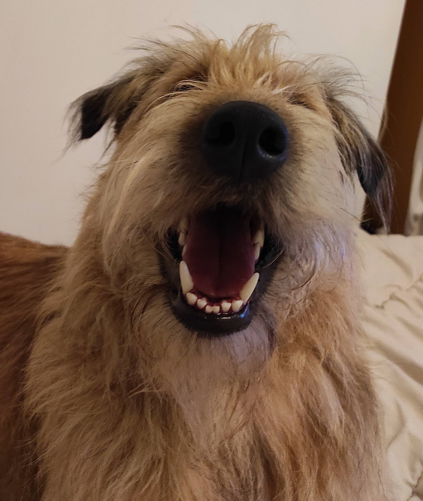 Pétra participe au concours pour gagner de l'argent avec cette photo : canidae, carnivore, companion_dog, dog, dog_breed, fur, giant_dog_breed, iris, maltepoo, non_sporting_group, small_terrier, smile, snout, sporting_group, terrestrial_animal, terrier, toy_dog, working_animal