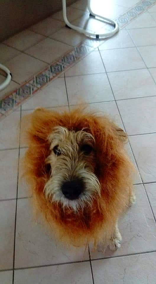 Pétra participe au concours pour gagner de l'argent avec cette photo : canidae, carnivore, companion_dog, dog, dog_breed, fawn, floor, flooring, fur, hardwood, liver, small_terrier, snout, sporting_group, terrier, tile, tile_flooring, toy_dog, wood, working_animal