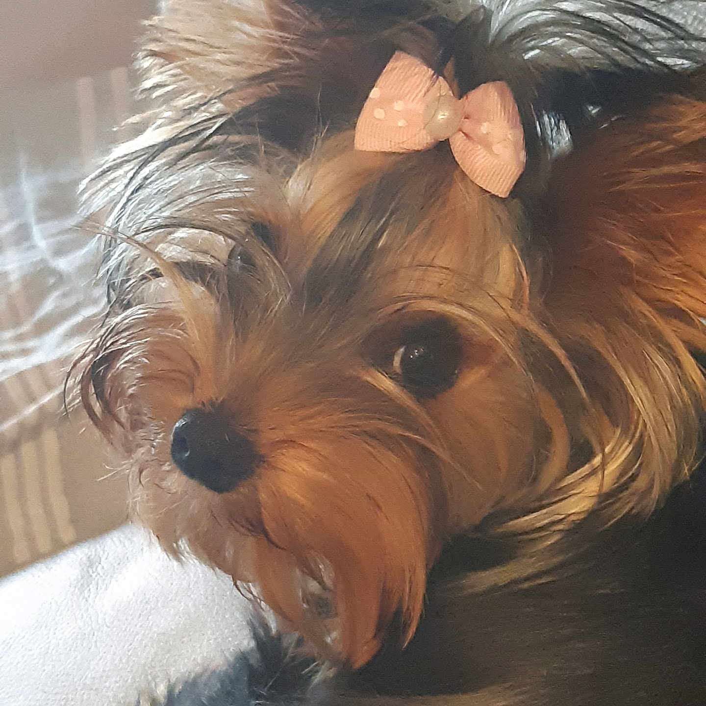 Ukiyo a rejoint le concours — aidez-le/la à gagner de superbes lots ! accessories, airedale, animal, canine, cockerspaniel, couch, dog, face, formalwear, furniture, head, papillon, person, pet, photography, portrait, puppy, terrier, tie, whitedog