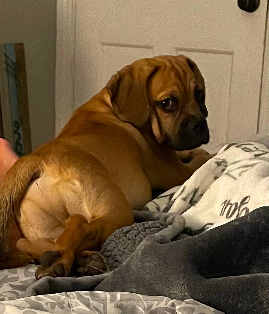 Camo joined the competition — help win amazing prizes! bored, canidae, carnivore, comfort, companion_dog, dog, dog_breed, dog_supply, door, fawn, guard_dog, hardwood, liver, snout, sporting_group, whiskers, wood, working_animal, working_dog, wrinkle