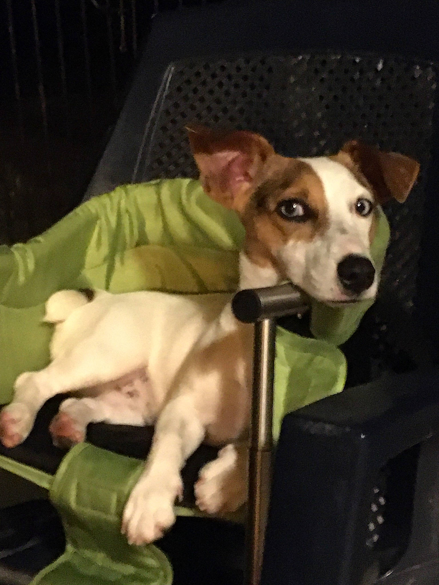 Rustine a rejoint le concours — aidez-le/la à gagner de superbes lots ! aspin, canidae, carnivore, companion_dog, dog, dog_breed, fawn, feist, fox_terrier, jack_russell_terrier, mammal, miniature_fox_terrier, potcake_dog, rat_terrier, russell_terrier, smooth_fox_terrier, teddy_roosevelt_terrier, tenterfield_terrier, treeing_feist, vertebrate