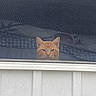 Cheezit joined the competition — help win amazing prizes! cat, orange_cat, window, screen, indoor, pet, curious, face, animal, feline, looking_out, mesh, blurred_background, cozy, blanket, house, window_frame, domestic, cute, portrait