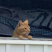 Cheezit is registered to the contest to win money with this photo: cat, orange_cat, window, window_screen, paws, curious, pet, indoor, cozy, blanket, resting, feline, animal, looking_out, home, house, screen, domestic_cat, fur, ears